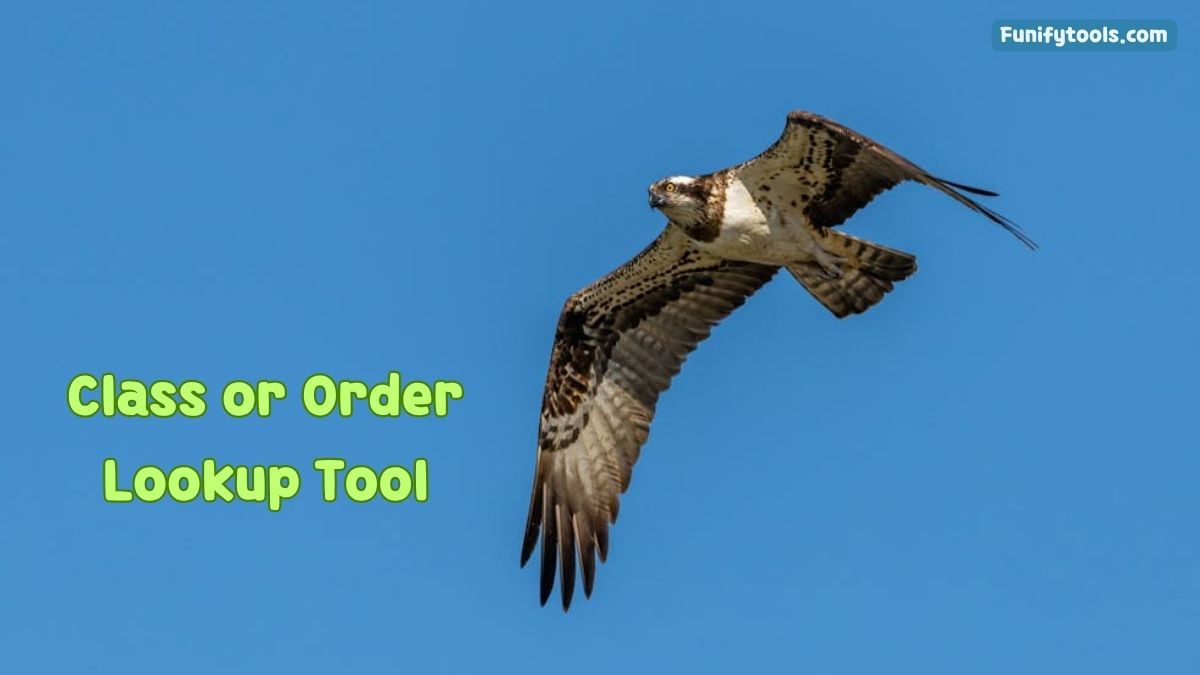 Class or Order Lookup preview